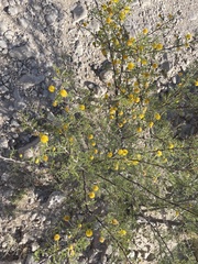 Vachellia vernicosa