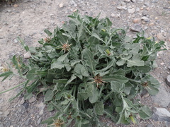 Centaurea