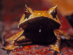 Hemiphractus scutatus