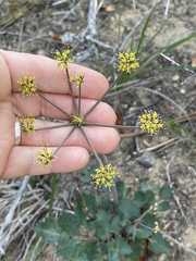 Lomatium lucidum