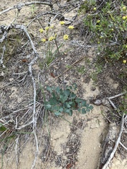 Lomatium lucidum