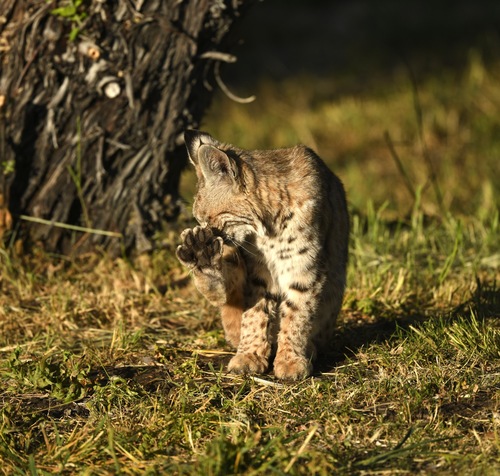 Bobcat photographed in Nevada