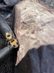 Dasymutilla cressoni