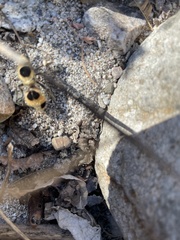 Dasymutilla cressoni