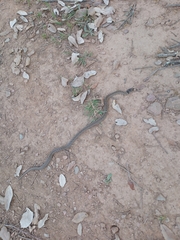 Macroprotodon brevis