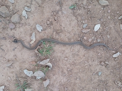 Macroprotodon brevis