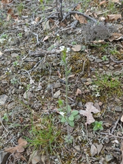 Arabis recta