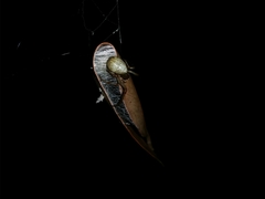 Phonognatha