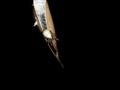 Phonognatha