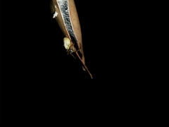 Phonognatha