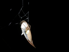Phonognatha