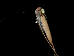 Phonognatha