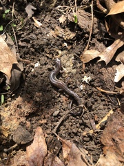 Plethodon dixi