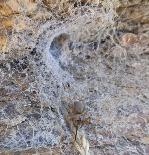 Filistata insidiatrix