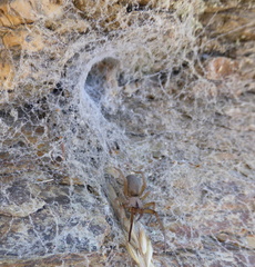 Filistata insidiatrix