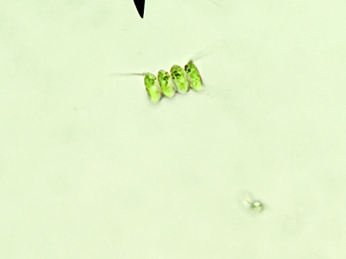 Desmodesmus communis