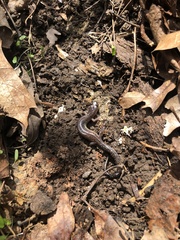 Plethodon dixi