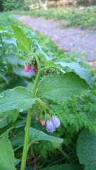 Symphytum × uplandicum