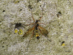 Ctenophora