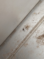 Oecobius maculatus