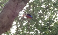 Halcyon leucocephala acteon