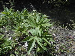 Helleborus viridis viridis