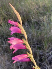 Gladiolus mortonius