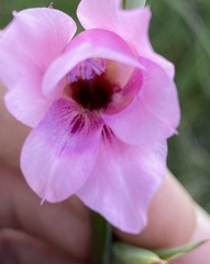 Gladiolus mortonius