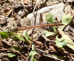 Platycnemis acutipennis