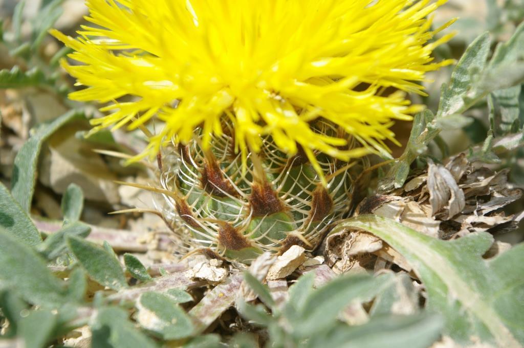 Centaurea oranensis