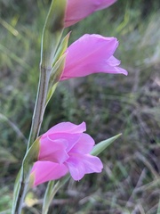 Gladiolus mortonius