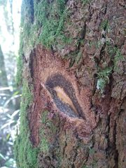 Moquiniastrum polymorphum