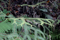 Sticherus brackenridgei