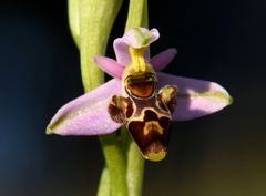 Ophrys scolopax apiformis