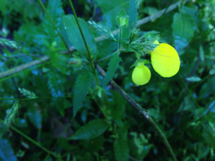 Calceolaria tripartita