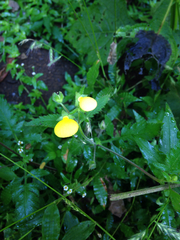 Calceolaria tripartita