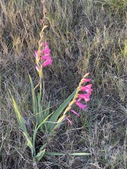 Gladiolus mortonius