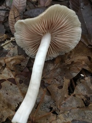 Entoloma acutipes