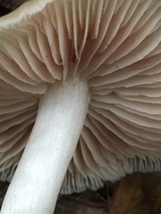 Entoloma acutipes
