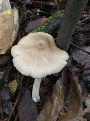 Entoloma acutipes