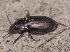 Harpalus distinguendus