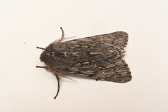 Brachionycha borealis