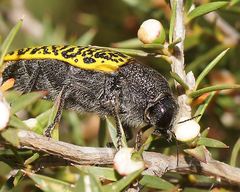 Stigmodera macularia