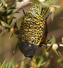 Stigmodera macularia