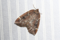 Spodolepis substriataria