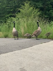 Branta canadensis