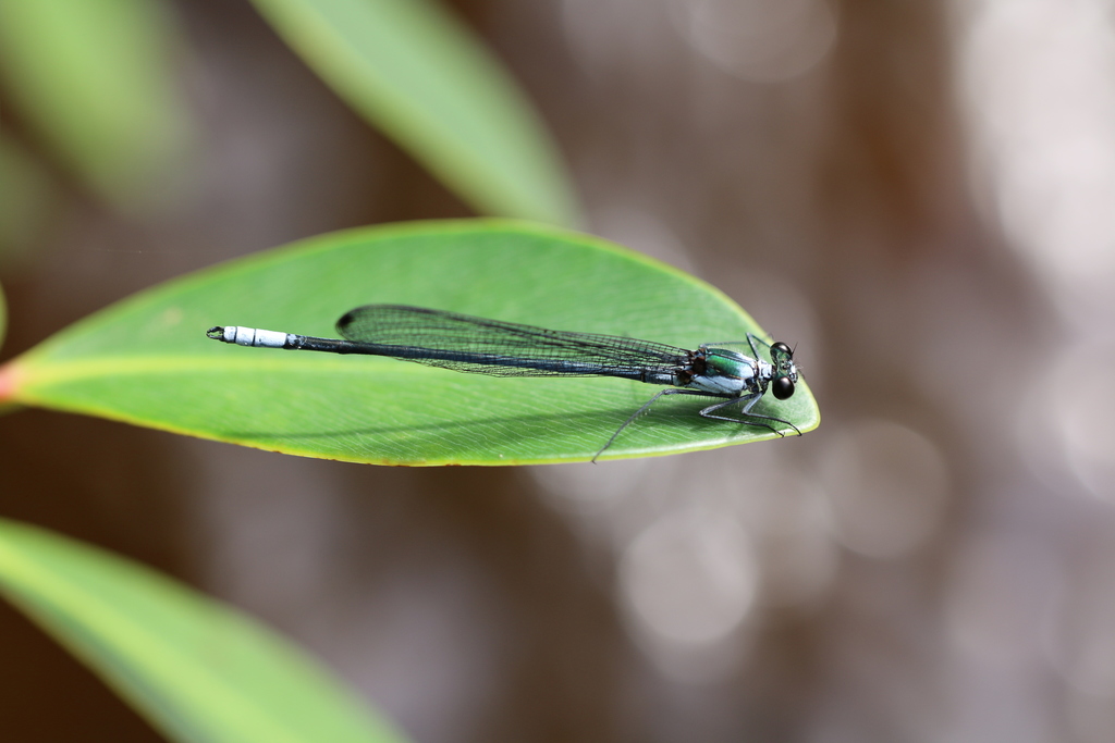 Mnesarete rhopalon