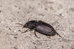 Harpalus distinguendus