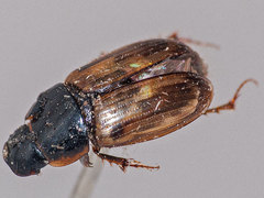 Melinopterus prodromus