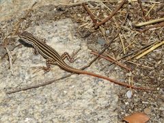 Acanthodactylus erythrurus